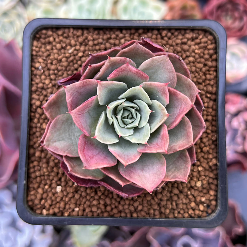 Echeveria 'Ice Pinky' Variegated 2" Succulent Plant
