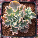 Echeveria 'Blue Curls' 2"-3" Cluster Succulent Plant