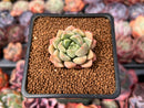 Echeveria 'Neoran' 1" Succulent Plant