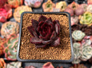 Echeveria Agavoides 'Nike' 2" Succulent Plant