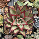 Echeveria Agavoides 'Casio' 4" Succulent Plant