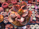 Echeveria 'Primadonna' Variegated 4" Succulent Plant