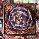 Echeveria 'Rainbow Goddess' 1" New Hybrid Succulent Plant