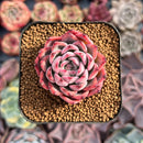 Echeveria 'Black Swan' 2" Succulent Plant