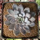Echeveria 'Lulu' 2" New Hybrid Succulent Plant