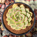 Echeveria 'White Champaign' 3" Succulent Plant