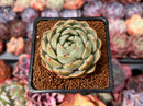 Echeveria 'Timothy' 2" Succulent Plant