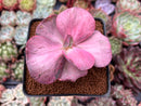 Echeveria 'Suyon Frill' Variegated 2" Succulent Plant