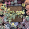 Corpuscalaria 'Lehmannii" Variegated Cluster 3" Succulent Plant