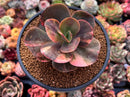Echeveria 'Primadonna' Variegated 3" Succulent Plant