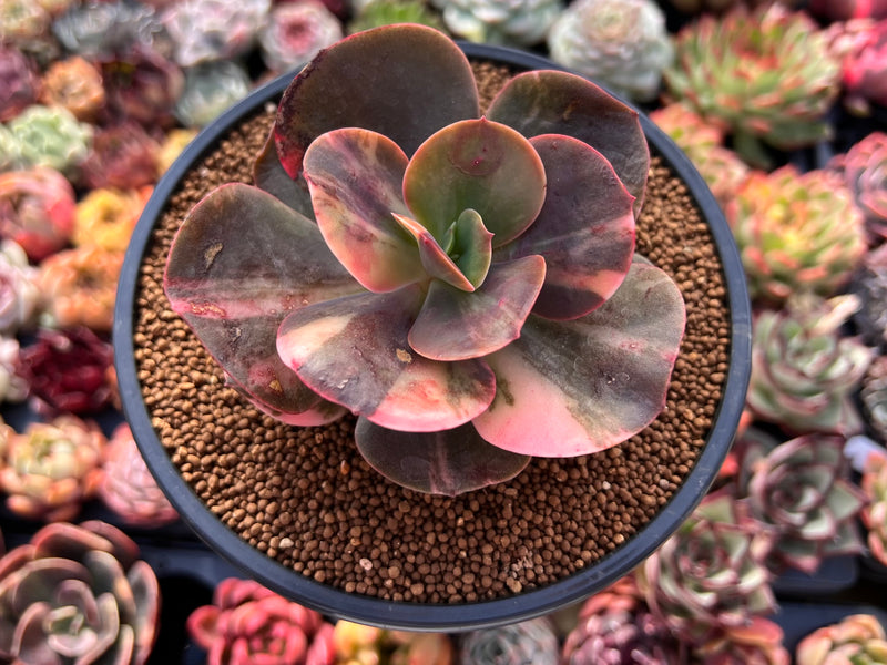 mahogany rose succulent Echeveria 'Primadonna' Variegated 3" Succulent Plant – True Succulents Plant  Co