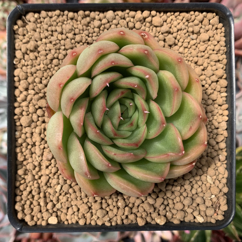 ace succulents Echeveria Agavoides 'Ice Ace' 3" Succulent Plant