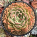 Echeveria 'Orange Champaign' 5" Succulent Plant