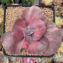 Echeveria 'Suyon Frill' Variegated 3" Succulent Plant