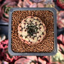 Echeveria Agavoides 'Sarabony' 1" Succulent Plant