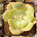 Echeveria 'Drawing' 2"-3" Succulent Plant