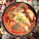 Echeveria 'Suyon' Variegated 4" Succulent Plant