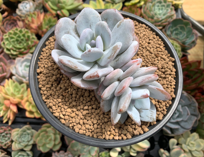Echeveria 'Laui' 4