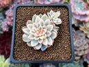 Echeveria 'Mebina' Variegated 1" Succulent Plant