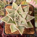 Echeveria 'Madiba' 2"-3" *Blemished* Succulent Plant