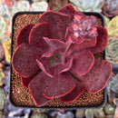 Echeveria 'Hanaikada' Non-Variegated 2"-3" Succulent Plant