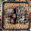 Echeveria 'Joan Daniel' 3" Cluster Succulent Plant