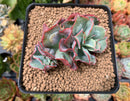 Echeveria 'Blue Spur' 3" Cluster Succulent Plant