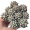 Pachyveria 'Baby Finger' 5" Cluster Succulent Plant