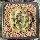 Echeveria 'Ebony' Hybrid 1" Succulent Plant
