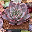 Echeveria 'Purple Champaign' 3" Succulent Plant