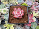 Echeveria 'Orange Monroe' 1" Succulent Plant