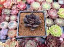 Echeveria 'Blackbird' 1" Succulent Plant