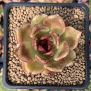 Echeveria Agavoides 'Black Queen' 2" Succulent Plant