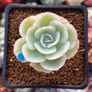 Echeveria 'Lemon Rose' Variegated 1" Succulent Plant