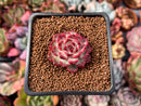 Echeveria sp. 1" Succulent Plant