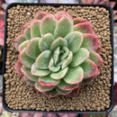 Echeveria Agavoides 'Raja' Unique Variegated 3" Succulent Plant