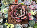 Echeveria 'Maroon Peak' 3" Succulent Plant