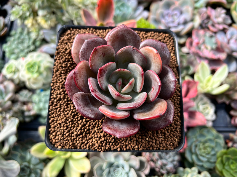 maroon succulent Echeveria 'Maroon Peak' 3" Succulent Plant