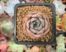 Echeveria 'Goddess' 1" New Hybrid Succulent Plant