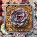 Echeveria 'Jadore' 2" New Hybrid 2" Succulent Plant