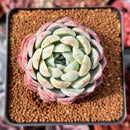 Echeveria 'White Rose' 2" Succulent Plant