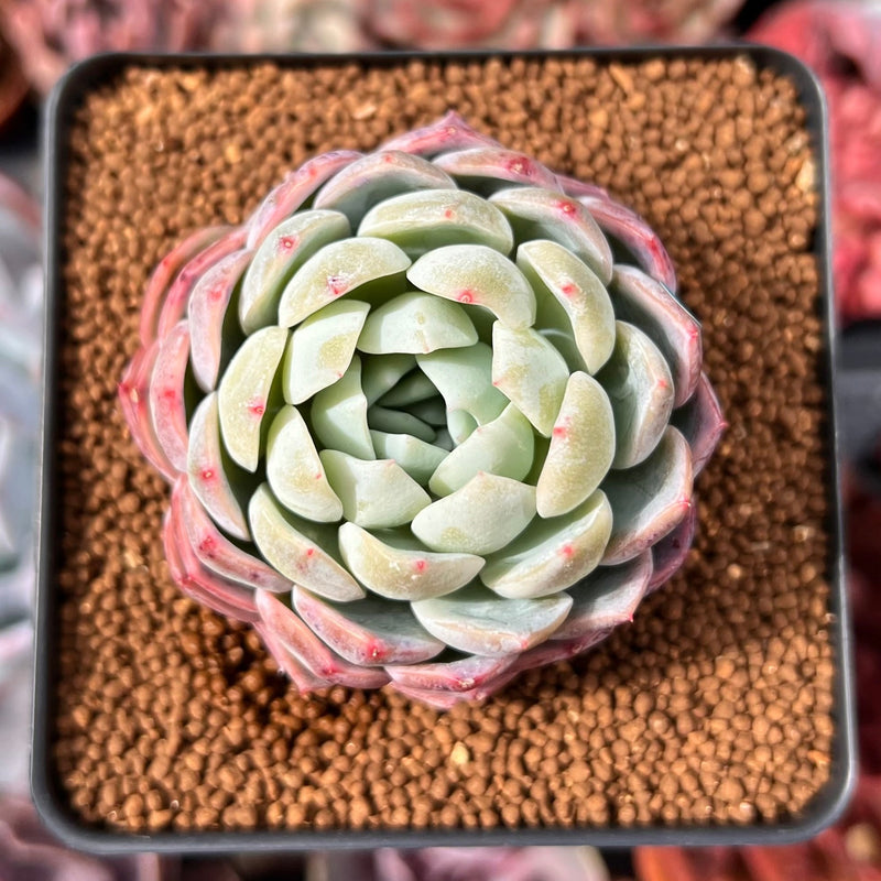 white rose succulent Echeveria 'White Rose' 2" Succulent Plant – True Succulents Plant Co