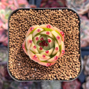 Echeveria 'Blue Dragon' 1" Succulent Plant