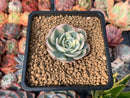 Echeveria 'Compton Carousel' Variegated 1" Succulent Plant