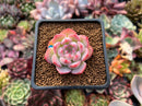 Echeveria 'Keralean' 1"-2" Succulent Plant