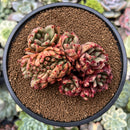 Echeveria Agavoides 'Maria' 4"-5" Crested Cluster Succulent Plant