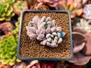 Echeveria 'Hamilton' 2" Cluster New Hybrid Succulent Plant