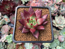 Echeveria Agavoides 'Concord' 1" Succulent Plant