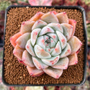 Echeveria 'Sublime' 4" Succulent Plant
