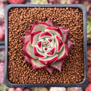 Echeveria Agavoides 'Anjou' 1" Succulent Plant